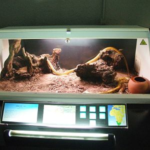 Cape Cobra Exhibit at Cabarceno, 11/06/15