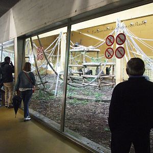Gorilla House Interior at Cabarceno, 11/06/15