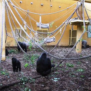 Gorilla House Interior at Cabarceno, 11/06/15