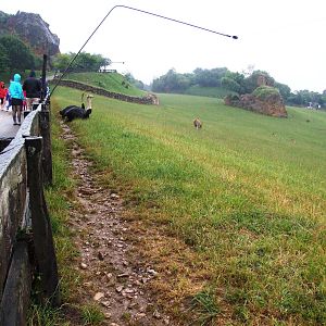 Savannah Paddock Viewing at Cabarceno, 11/06/15