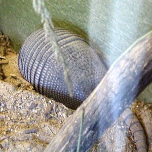 South America Exhibit - Nine-banded Armadillo