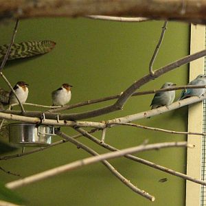 South America Exhibit - Birds