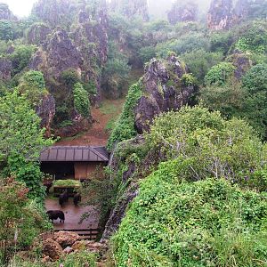 Yak Stabling at Cabarceno, 11/06/15