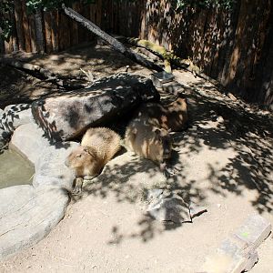 South America Exhibit - Capybara