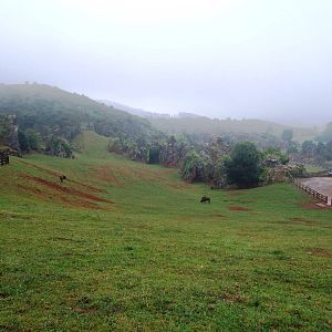 Bison Enclosure at Cabarceno, 11/06/15