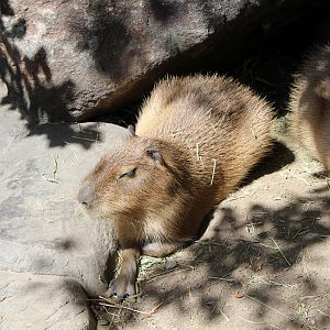 South America Exhibit - Capybara