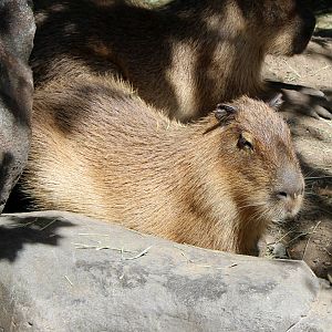 South America Exhibit - Capybara