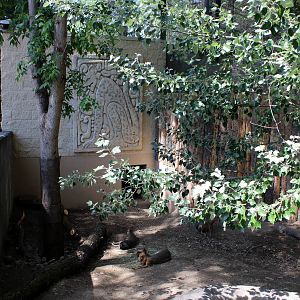 South America Exhibit - Patagonian Mara and Capybara Exhibit