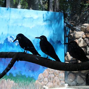 South America Exhibit Inca Terns
