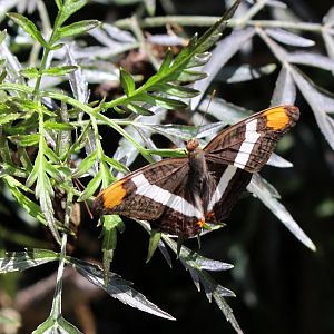 Butterflies In Bloom