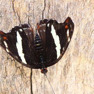Butterflies In Bloom