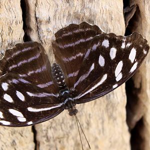 Butterflies In Bloom