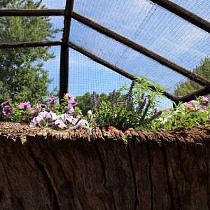 Butterflies In Bloom