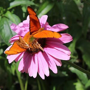 Butterflies In Bloom