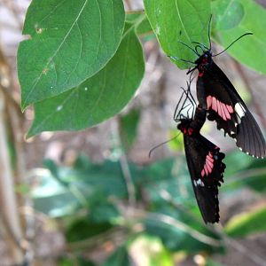 Butterflies In Bloom