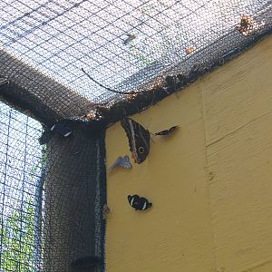 Butterflies In Bloom