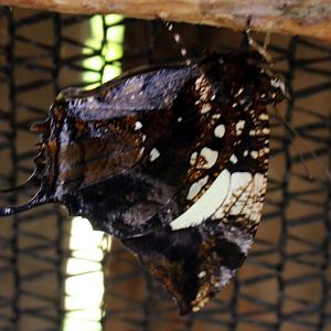 Butterflies In Bloom