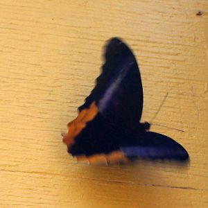 Butterflies In Bloom