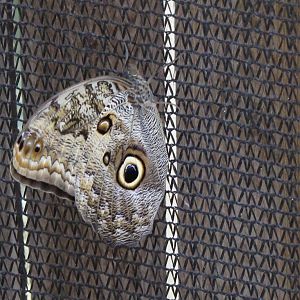 Butterflies In Bloom