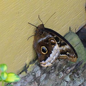 Butterflies In Bloom