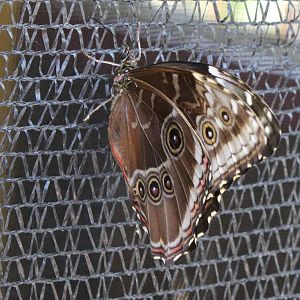 Butterflies In Bloom