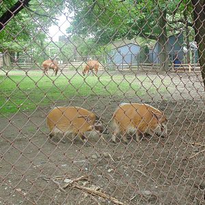 Bongos & Red River Hogs