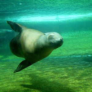 California Sea Lion Underwater
