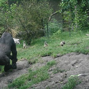 Gorilla and Meerkats