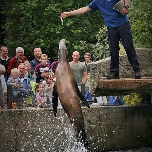 California Sea Lion