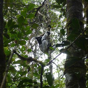Indri in Andasibe