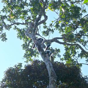 Black and White Ruffed in Ranomafana