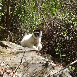Verraux's Sifaka in Isalo