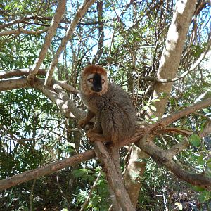 Red-Fronted Brown in Isalo