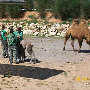 Bactrian camel