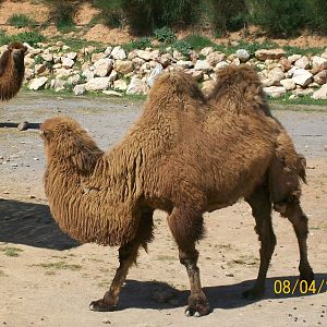 Bactrian camel