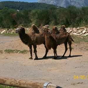 Bactrian camel