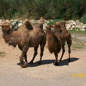 Bactrian camel