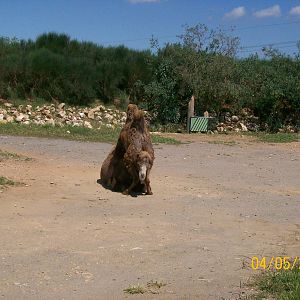 Bactrian camel