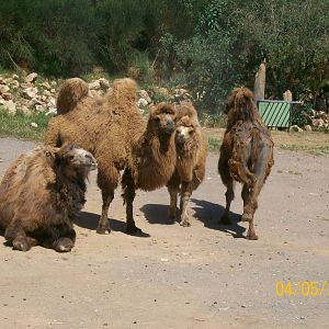 Bactrian camel
