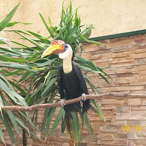 Wrinkled hornbill
