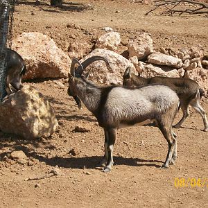 Cretan Ibex or Kri-Kri