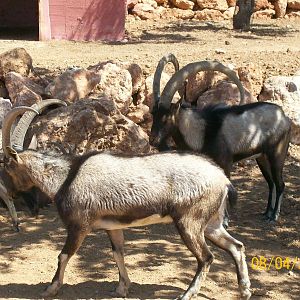 Cretan Ibex or Kri-Kri