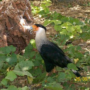 Northern crested caracara