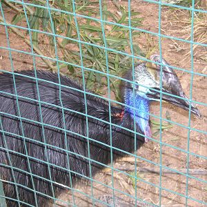 Southern cassowary