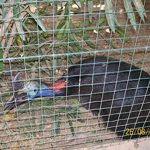 Southern cassowary