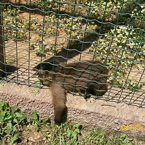 Tufted capuchin