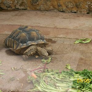 African spurred tortoise