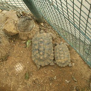 African spurred tortoise