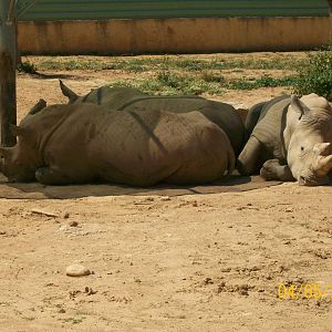 Southern white rhinoceros