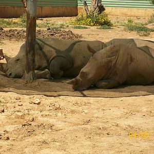 Southern white rhinoceros
